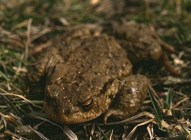 Common toad © Mike Waite