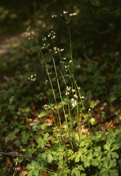 Sanicle © Mike Waite