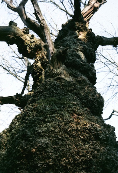 Ancient oak pollard © Mike Waite
