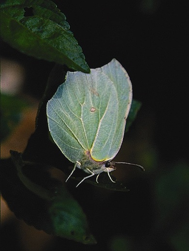 Brimstone butterfly © Mike Waite