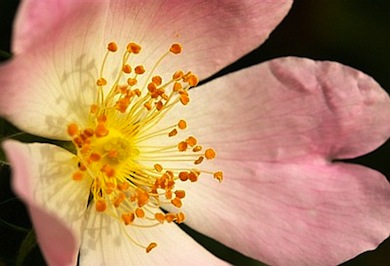 Dog-rose © Jason Gallier