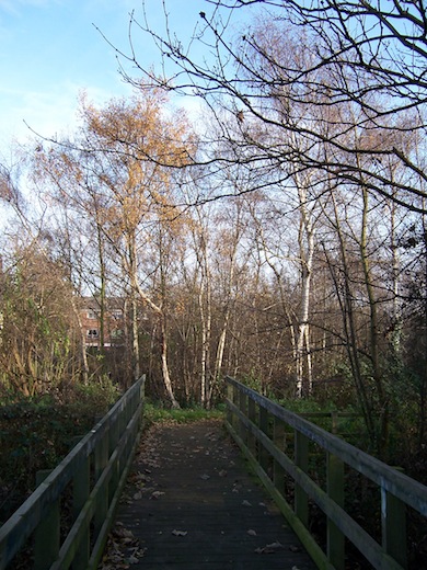View of Greenford Birch Wood © L B Ealing