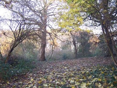 View of Fox Wood © L B Ealing