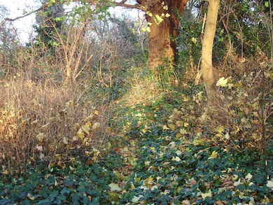 View of Fox Wood © Trevor Farrell