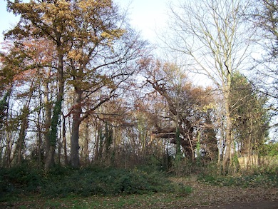 View of Hanger Hill Wood © L B Ealing