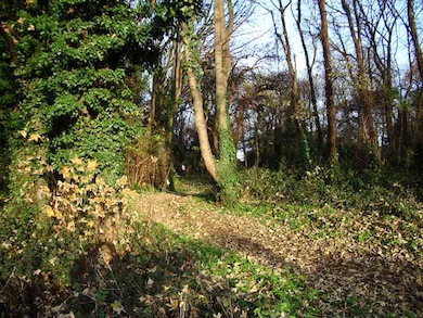View of Hanger Hill Wood © Trevor Farrell