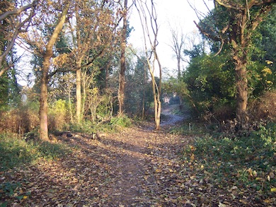 View of Montpelier Park Wood © L B Ealing