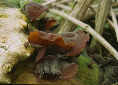 Ear fungus © Mike Waite