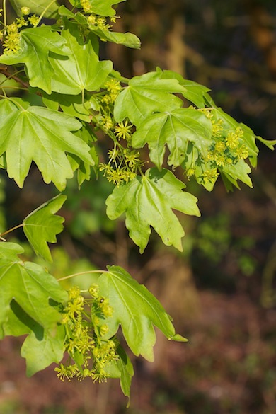 Field maple in flower © Mike Waite