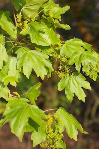 Field maple in flower © Mike Waite