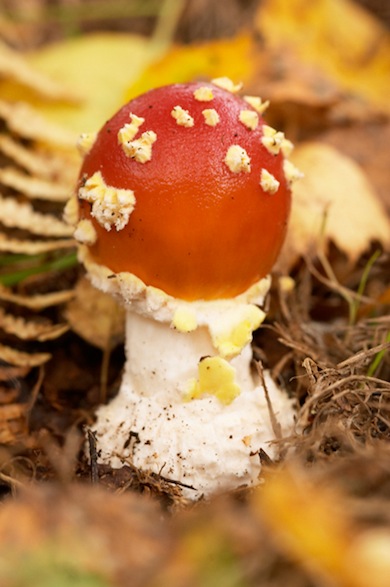 Fly agaric mushroom © Jason Gallier