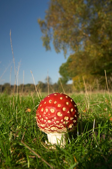 Fly agaric mushroom © Jason Gallier