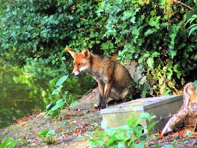 Fox © Susy Hogarth