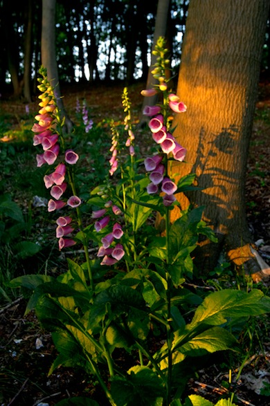 Foxgloves © Jason Gallier