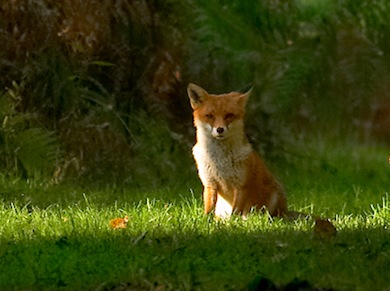 Fox © Jason Gallier
