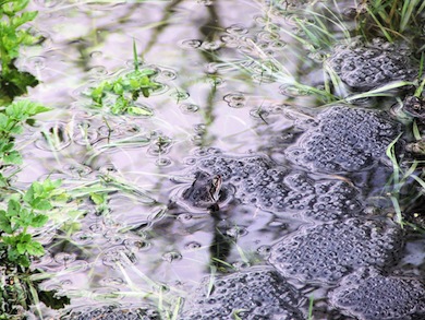 Common frog spawning © Susy Hogarth