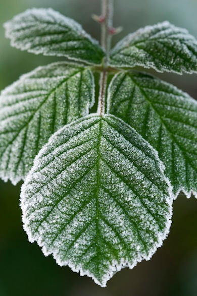 Frosted bramble © Jason Gallier