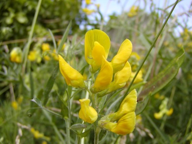 Meadow vetchling © London Wildlife Trust