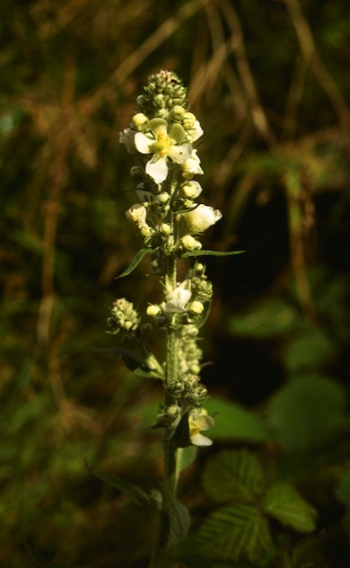 White mullein © Mike Waite