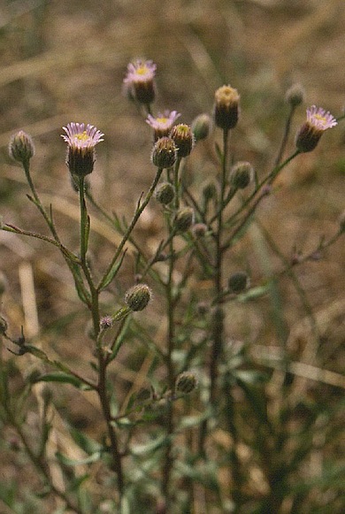Blue fleabane © Mike Waite