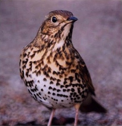 Song thrush © James Starbuck
