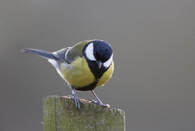 Great tit © Jason Gallier