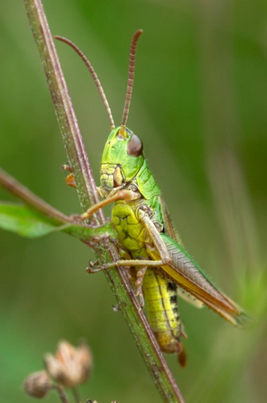 Grasshopper © Jason Gallier