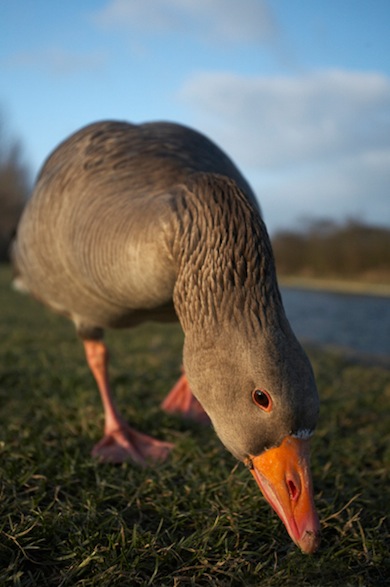 Greylag goose © Jason Gallier