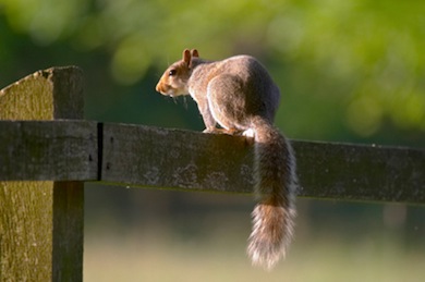 Grey squirrel © Jason Gallier