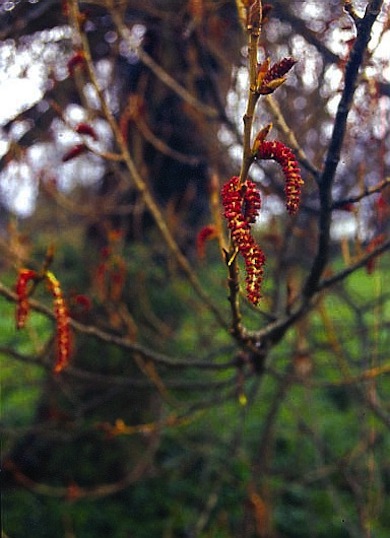 Black poplar catkins © James Farrell