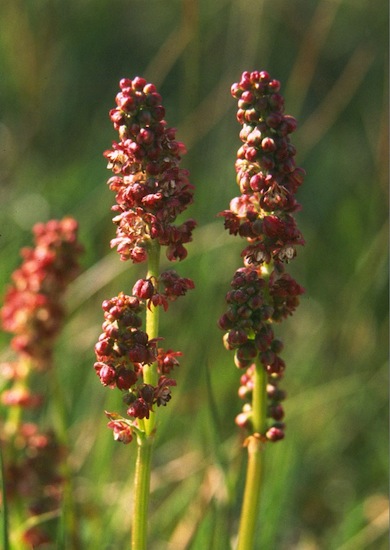 Sorrel © Mike Waite