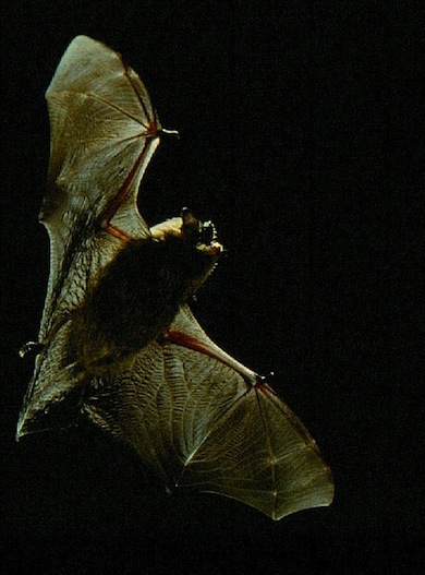 Pipistrelle bat in flight © FFPS/FFI