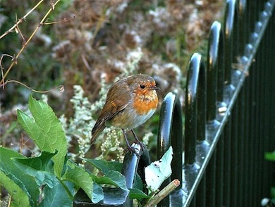 Robin © Susy Hogarth