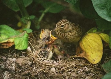 Skylark feeding chick © P N Watts/English Nature