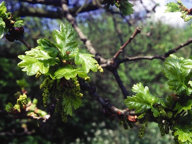 Spring oak leaves © James Farrell