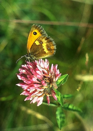Gatekeeper butterfly on red clover © Jan Hewlett