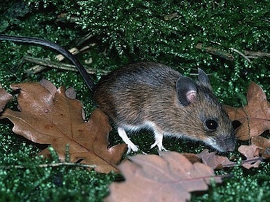 Wood mouse © Andy Purcell/CEC
