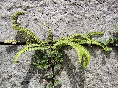 Maidenhair spleenwort © London Wildlife Trust