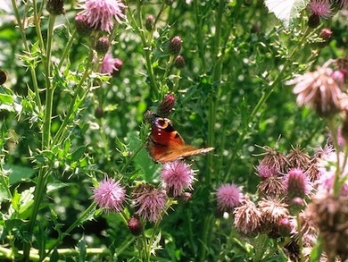 Peacock butterfly on creeping thistle © Jan Hewlett