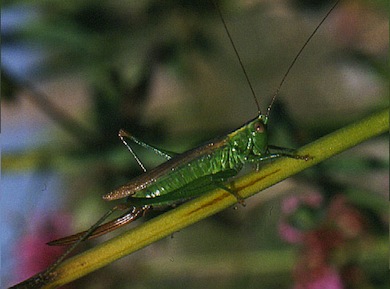 Long-winged conehead © Mike Waite