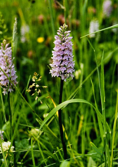 Common spotted-orchid © Mike Waite