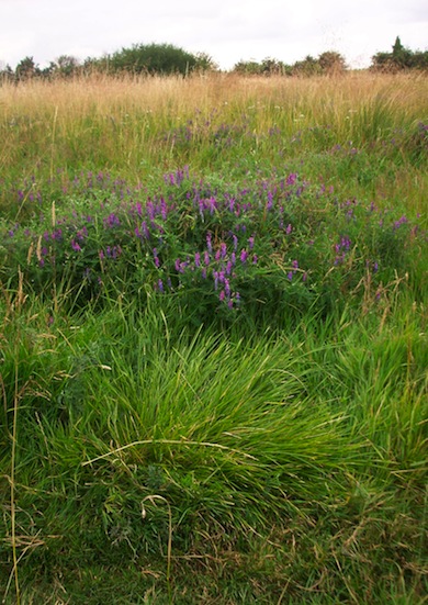 The flood meadow at Minet Park © Alan Preece