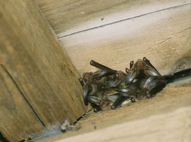 Roosting long-eared bats © Mike Waite