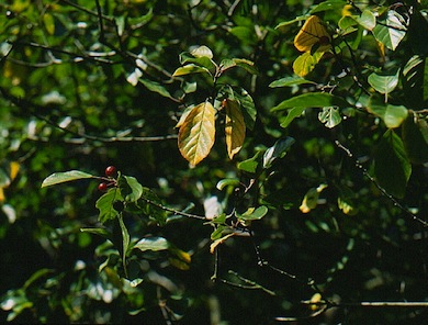 Alder buckthorn © Mike Waite