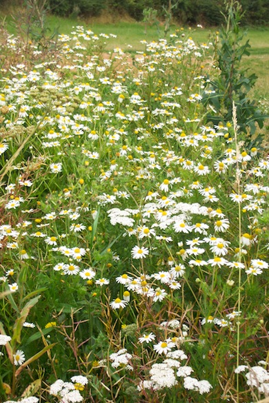 The ox-eye daisy measow at Lake Farm © Alan Preece