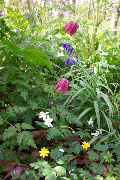 Woodland ground flora at Highgrove Woods © Alan Preece