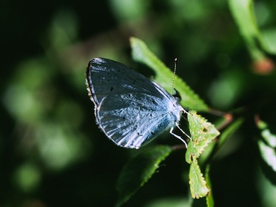 Holly blue butterfly © Mike Waite