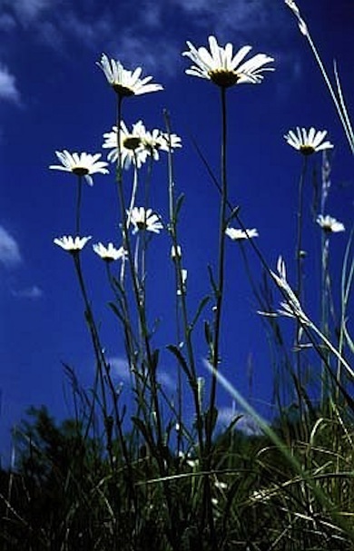 Oxeye daisies © Mathew Frith
