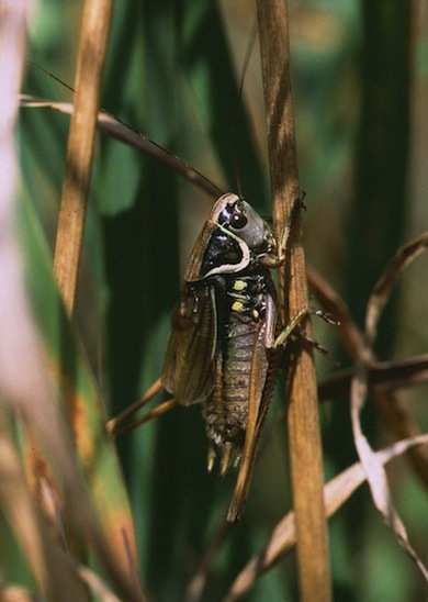 Roesel's bush-cricket © Mike Waite