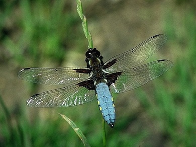 Broad-bodied chaser dragonfly © Stephen Frank
